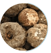 Ignitra Ingredient Konjac Extract Fiber