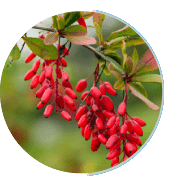 Ignitra Ingredient Berberine HCL